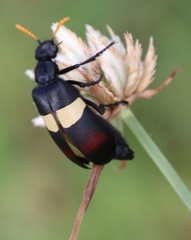 Cyperus niveus leucocephalus