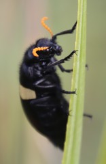 Cyperus niveus leucocephalus
