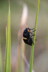 Cyperus niveus leucocephalus
