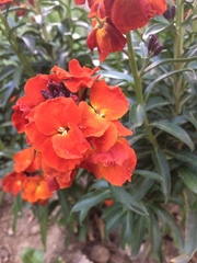 Erysimum × cheiri