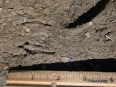 Charadrius vociferus