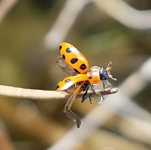 Seaside Lady Beetle From Miami Dade County FL USA On January 3 2024   Large 