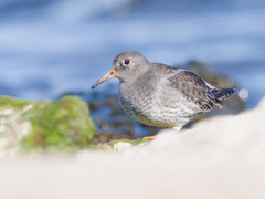 Purple Sandpiper photo 6
