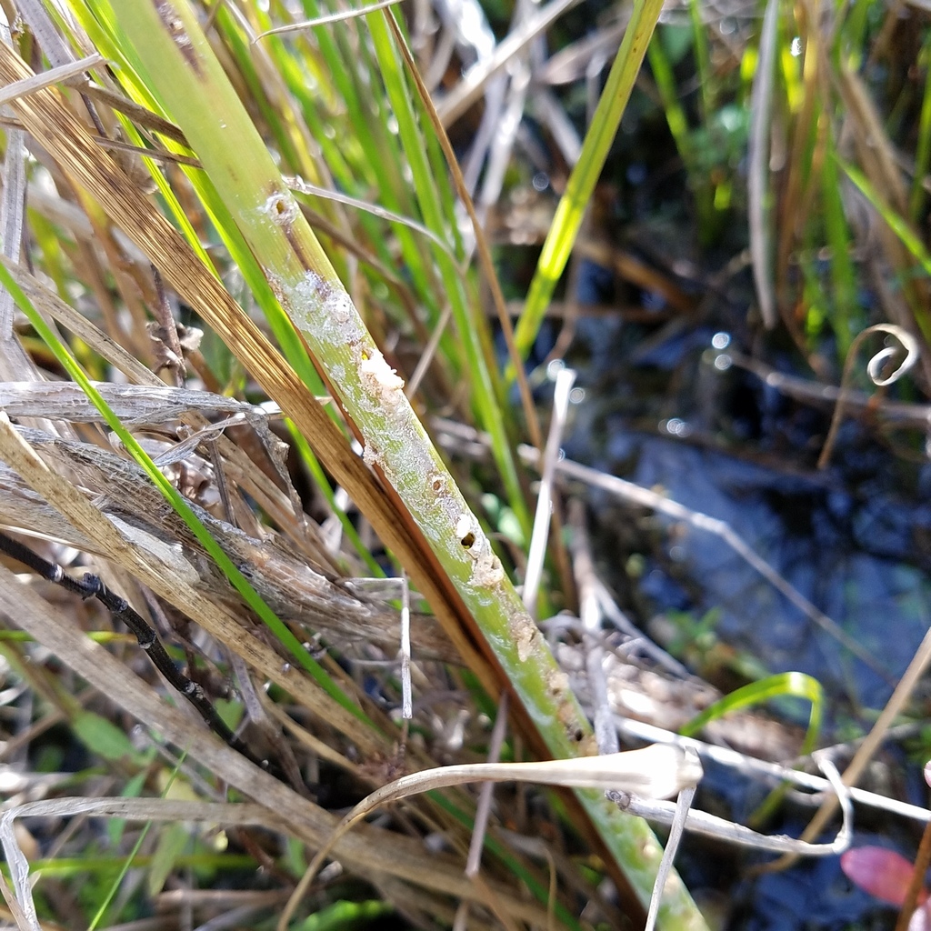 Insects from Miami-Dade County, FL, USA on January 3, 2024 at 10:28 AM ...
