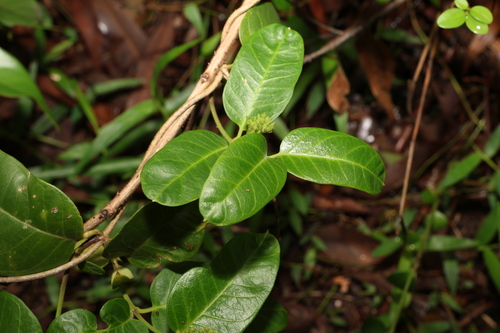 Image of Parsonsia lanceolata by (c) Greg Tasney, some rights reserved (CC BY-SA)