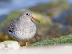 Purple Sandpiper photo 3