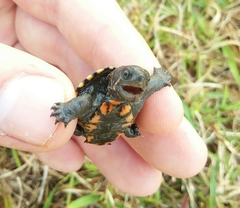 Kinosternon subrubrum subrubrum