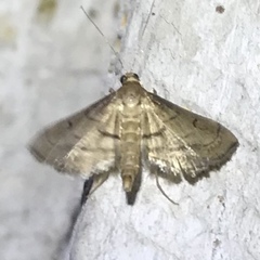 Marasmia cochrusalis