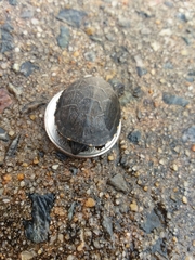 Kinosternon subrubrum subrubrum