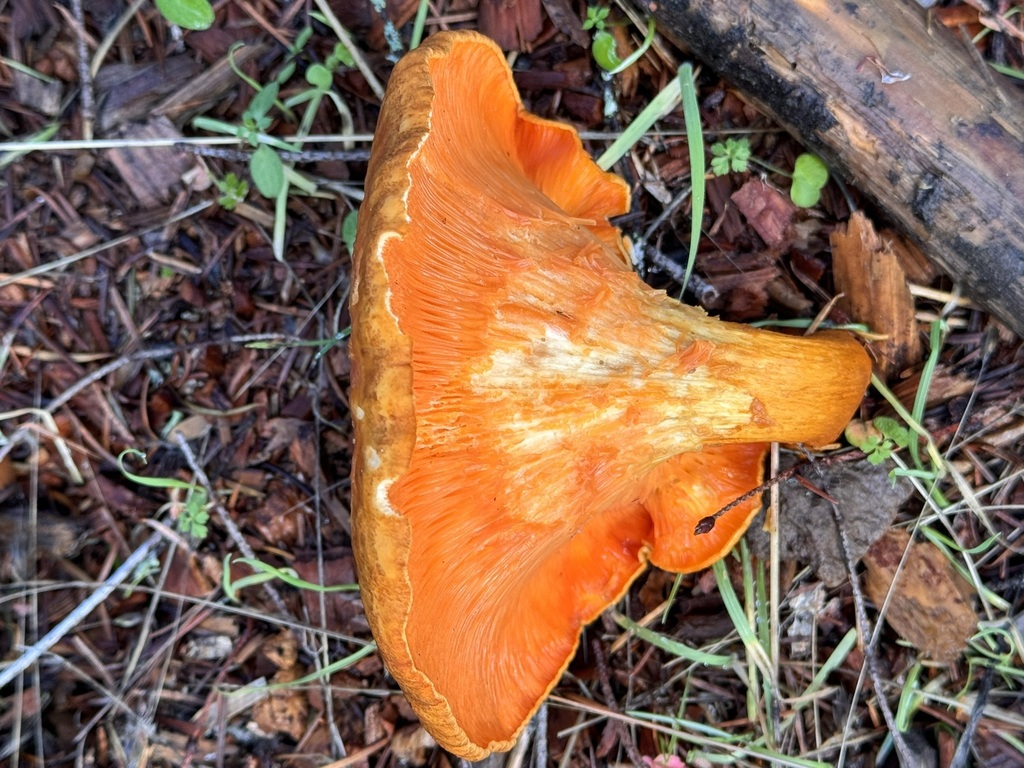 False Chanterelle from Sonoma County, CA, USA on January 3, 2024 at 12
