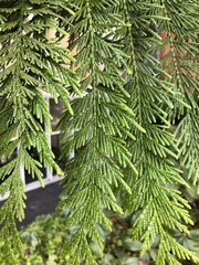 Thuja plicata