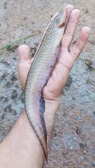 Banded Knifefish photo 5