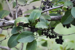 Mitriostigma axillare