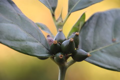 Mitriostigma axillare