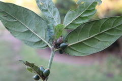 Mitriostigma axillare