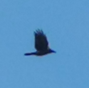 Large-billed Crow