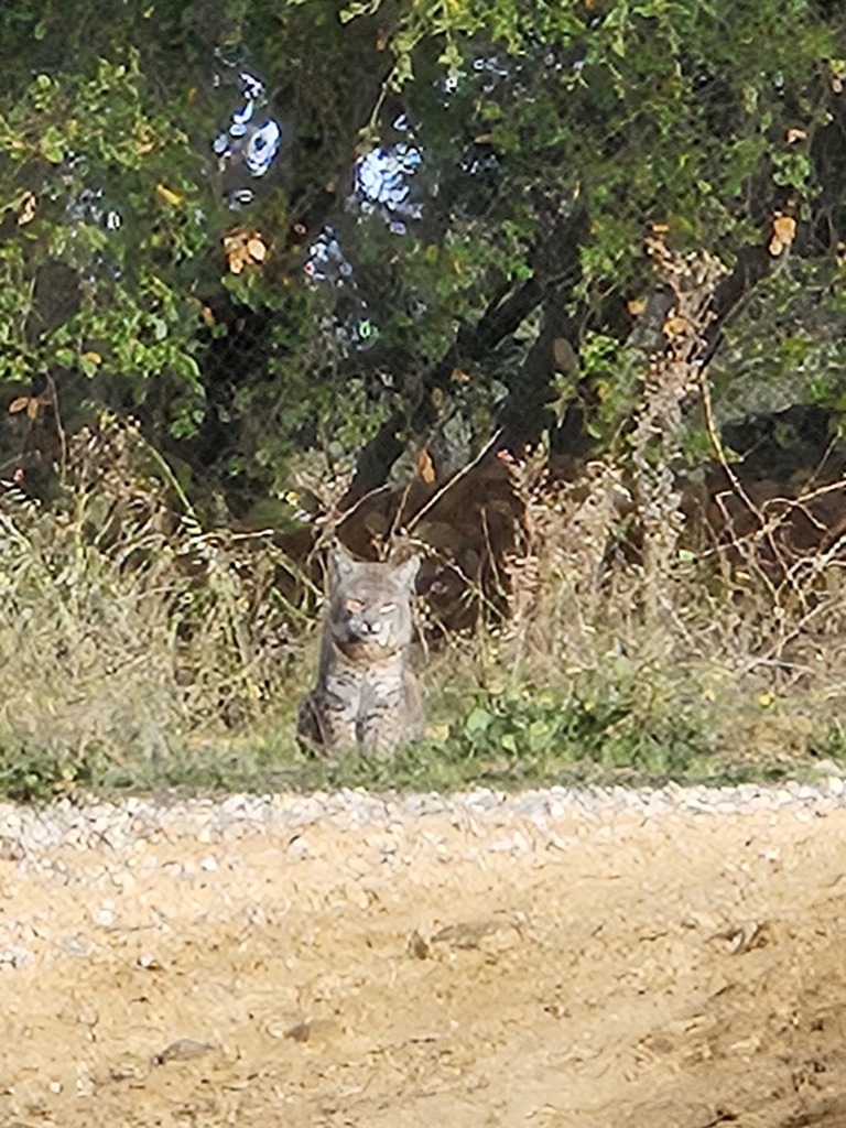 Bobcat In January 2024 By Ckinla Sitting In Grassy Lot Along The Side   Large 