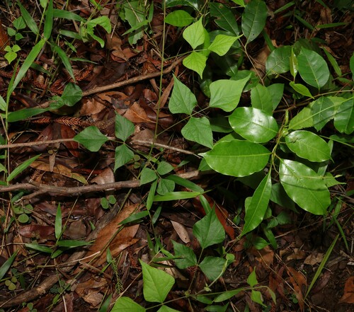 Image of Rhynchosia acuminatissima by (c) Greg Tasney, some rights reserved (CC BY-SA)