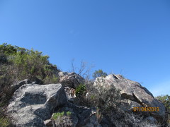 Aloiampelos commixta