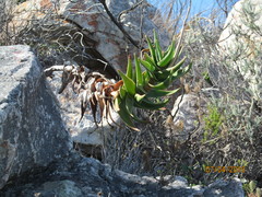 Aloiampelos commixta