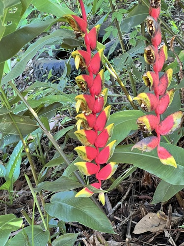 Foto de Bananeira-de-jardim