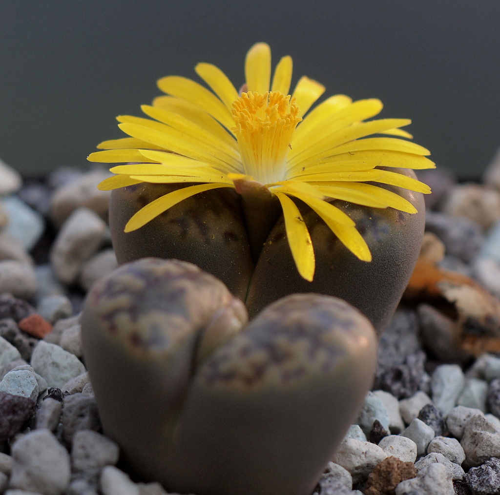 Stonefigs