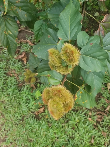 Foto de Urucum