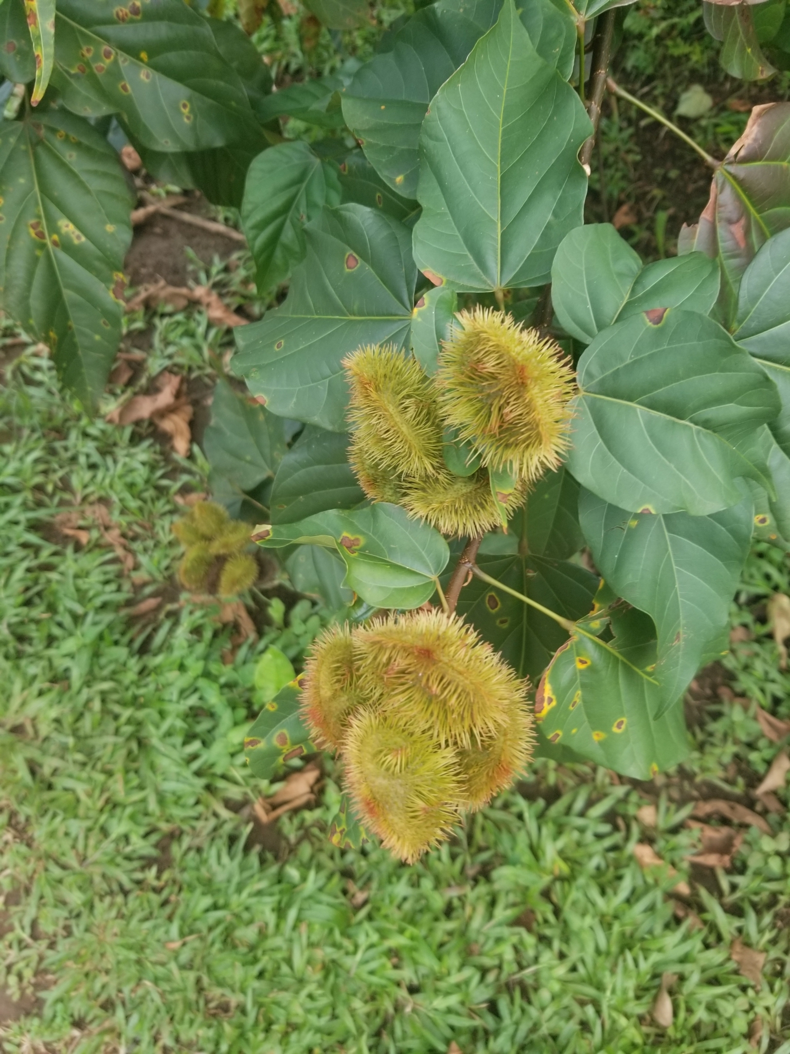 Imagem de Urucum