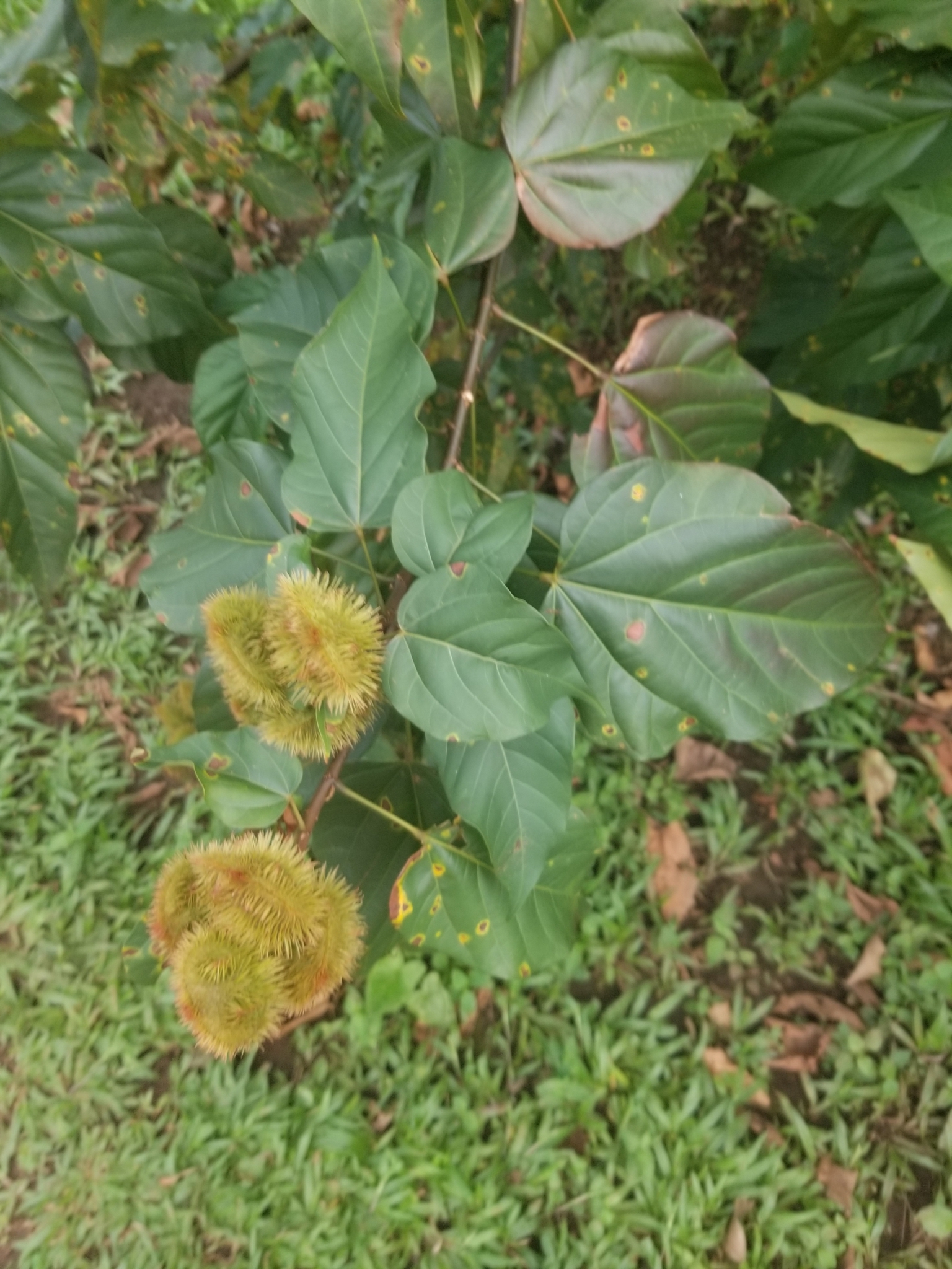 Imagem de Urucum