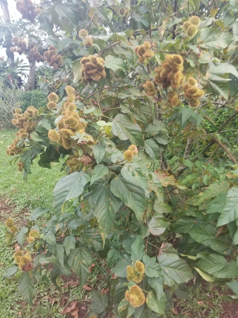 Foto de Urucum