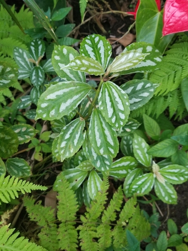 Planta-mosaico