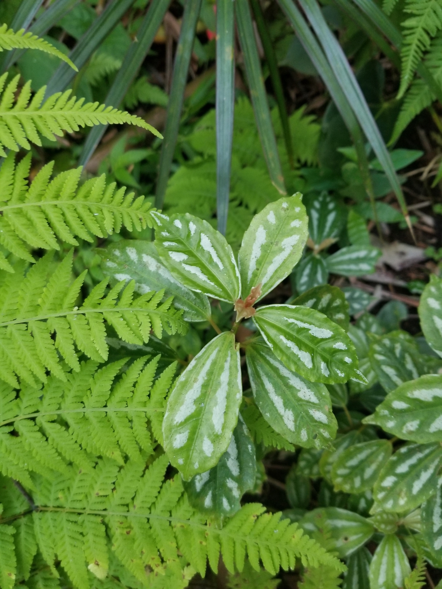 Imagem de Planta-mosaico