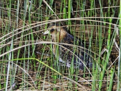Yellow Rail photo 2