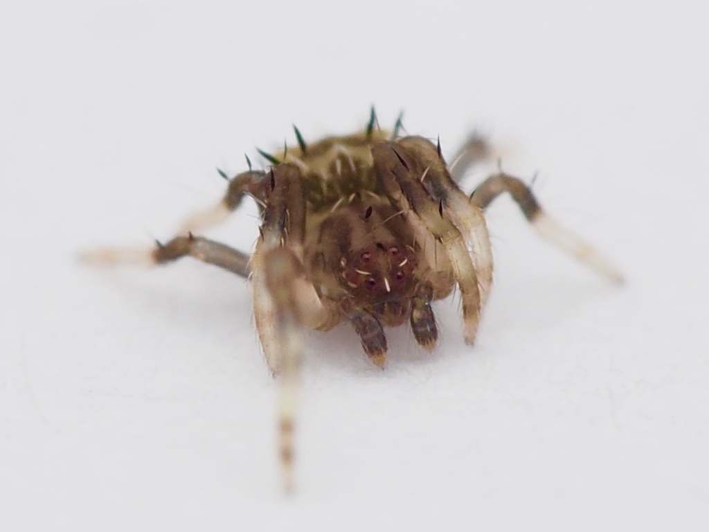 bird-dropping-spiders-from-north-island-kaeo-northland-nz-on-january