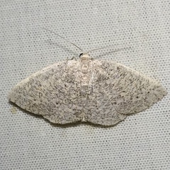 Lychnosea intermicata