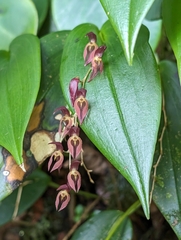 Pleurothallis rowleei image