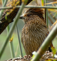 Grammatoptila striata