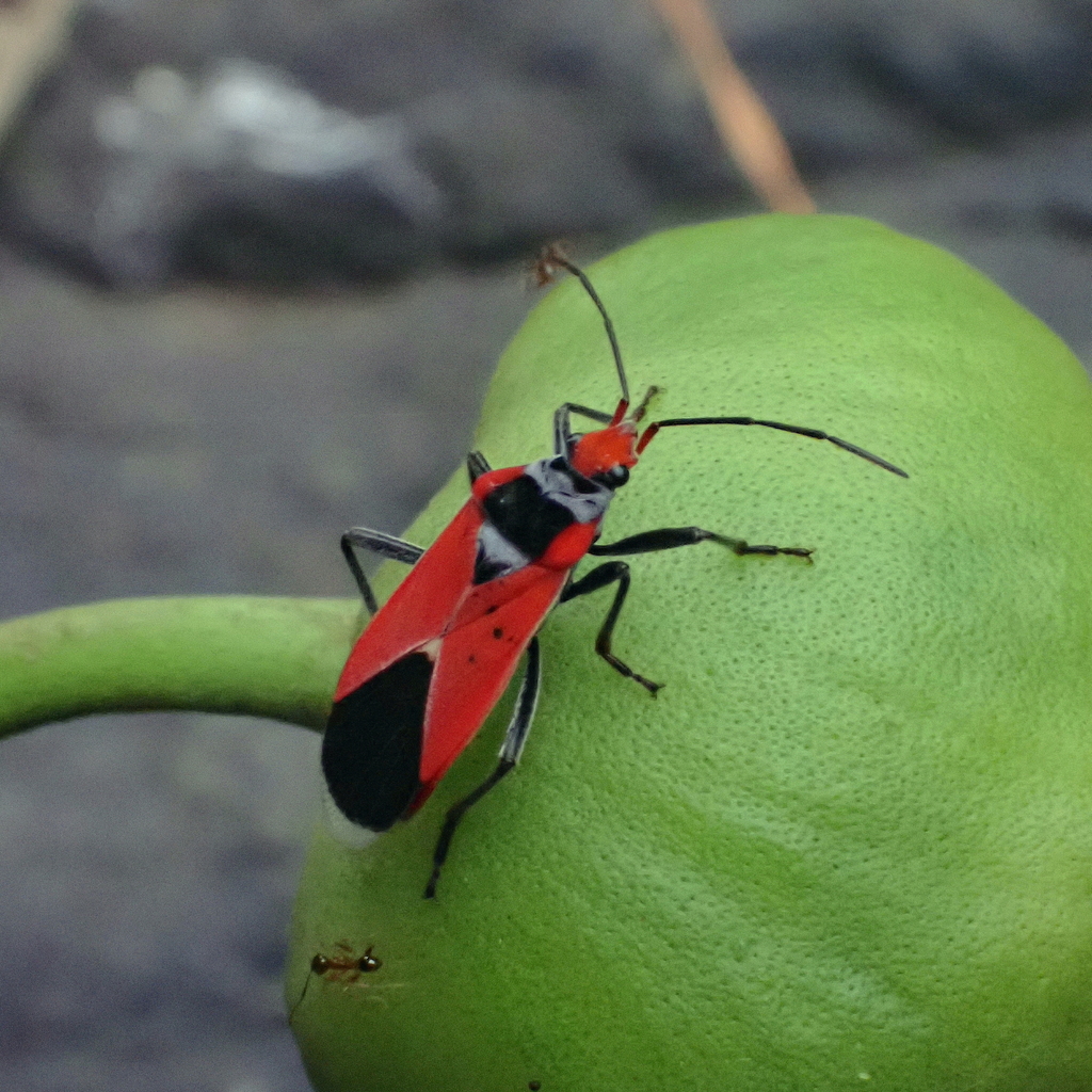 Pyrrhobaphus leucurus