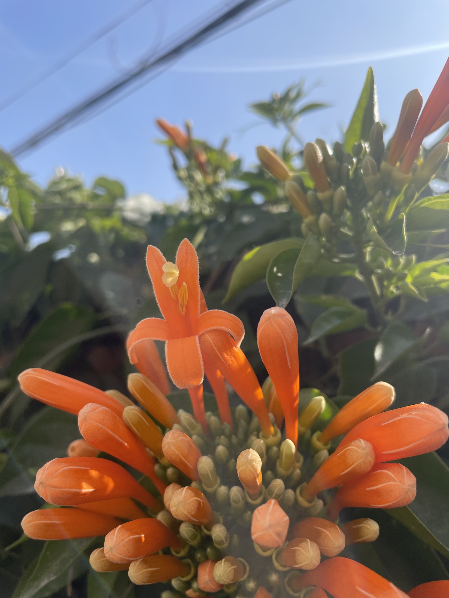 Imagem de Flor-de-são-joão