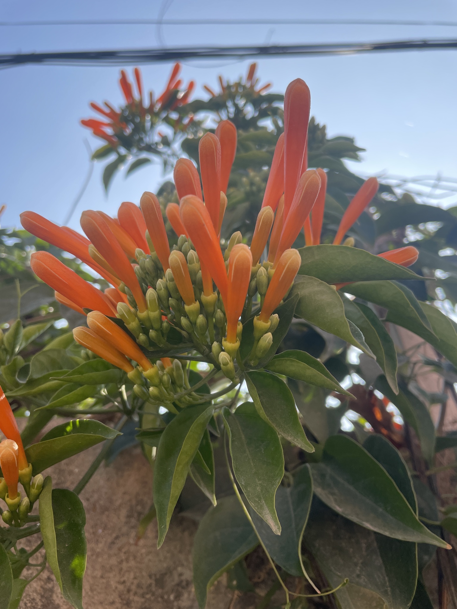 Imagem de Flor-de-são-joão