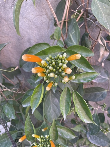 Foto de Flor-de-são-joão