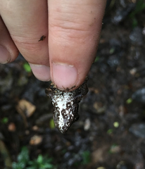 Pristimantis lanthanites