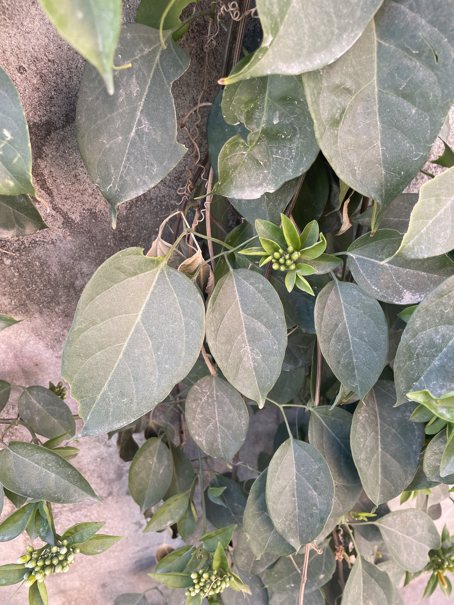 Imagem de Flor-de-são-joão