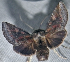 Oligia minuscula