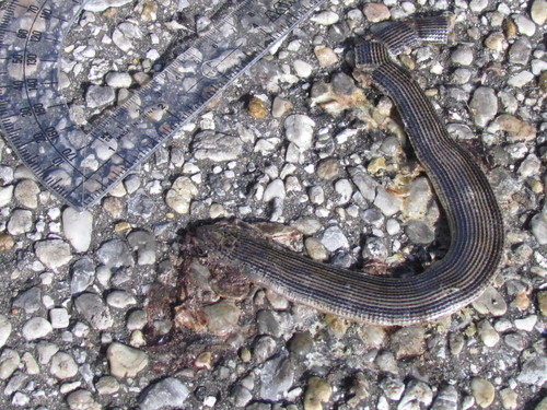 Ophisaurus ventralis
