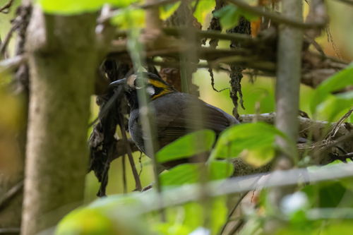 Grey-crowned Ground Sparrow (Melozone occipitalis), photo 3