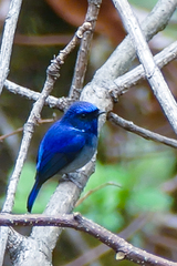 Niltava macgrigoriae