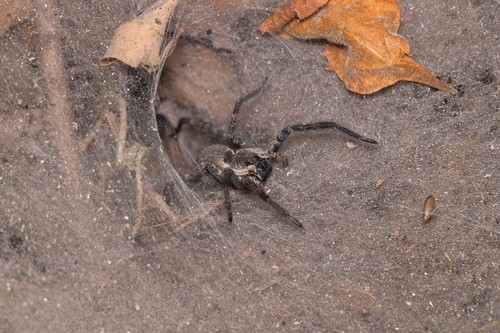 Sosippus mexicanus