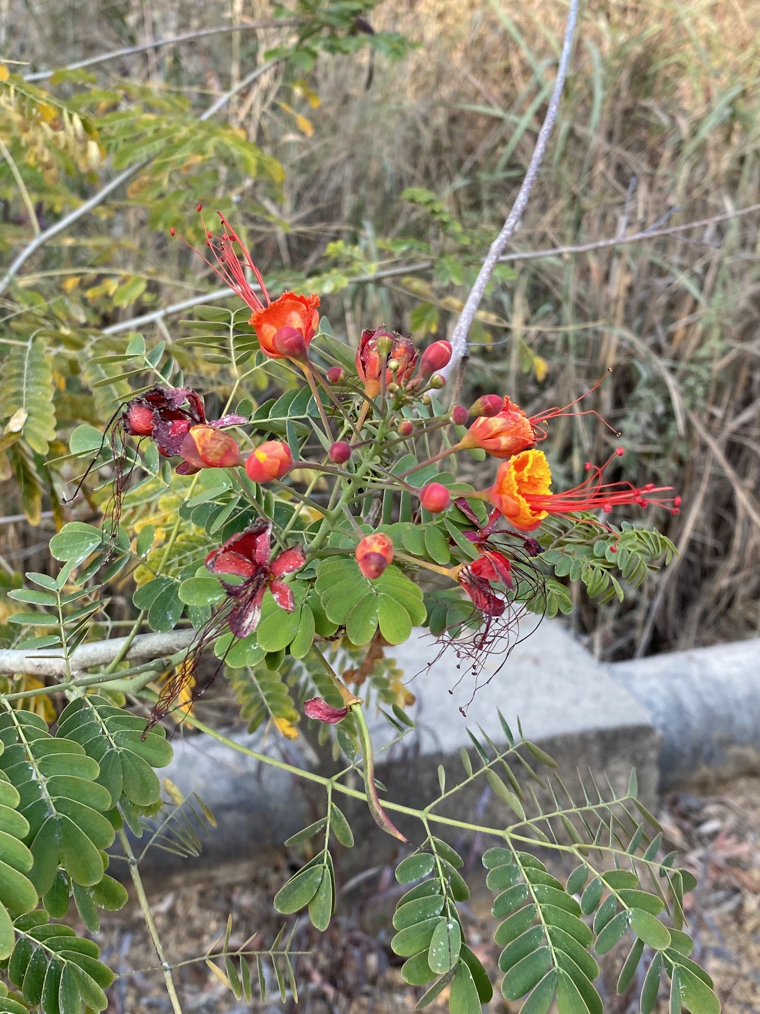 Imagem de Flamboyant-de-jardim