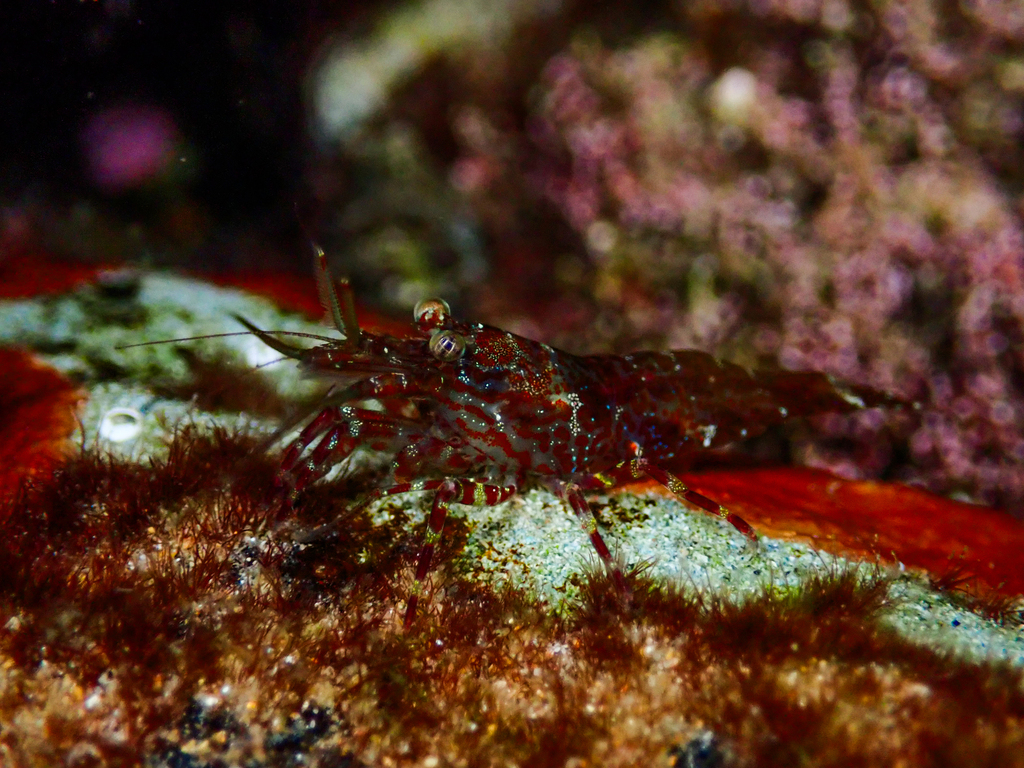 bald shrimp from Bateau Bay Beach, NSW, Australia on January 4, 2024 at ...